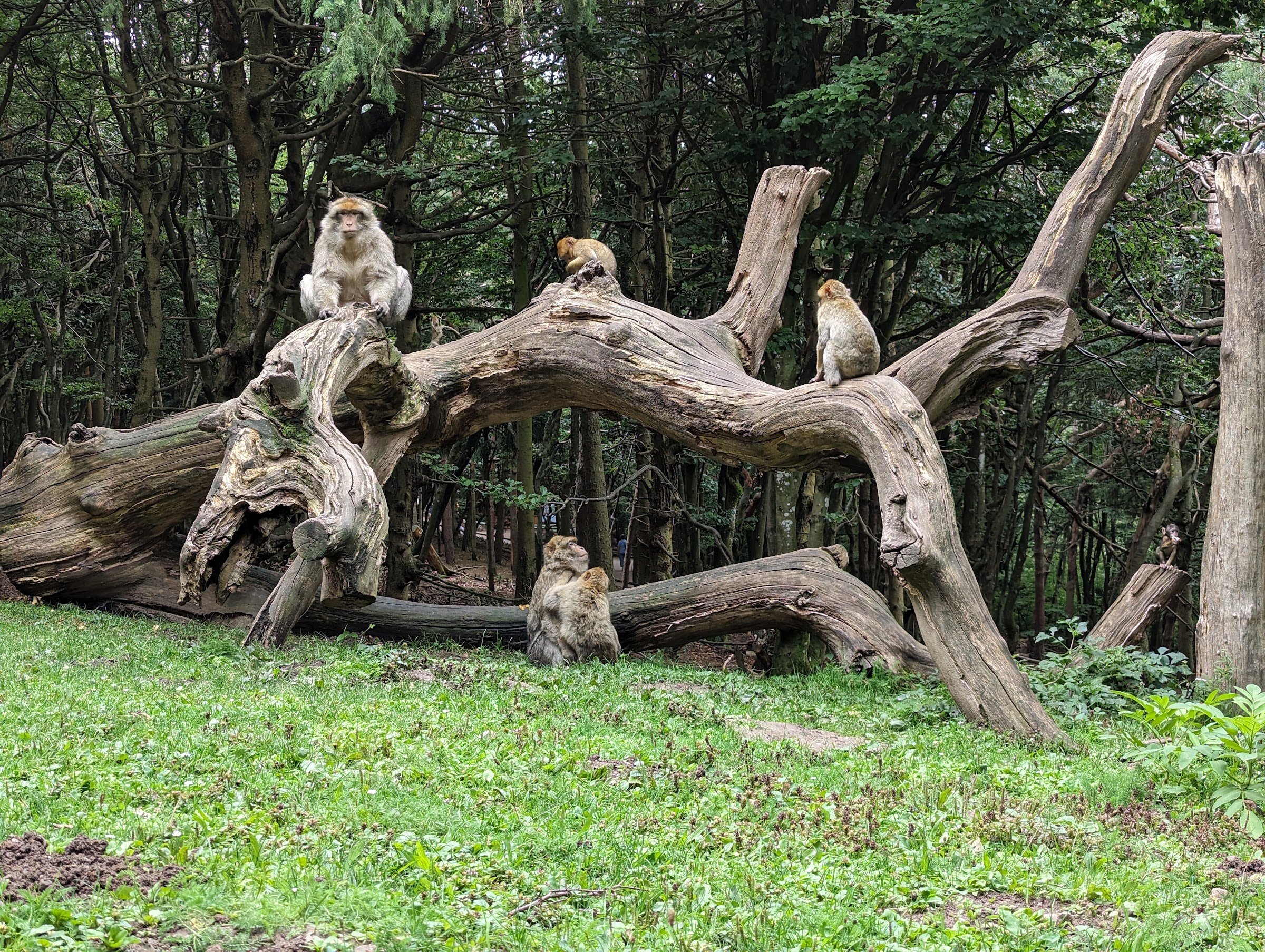 La Montagne des Singes
